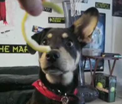Puppy Vs Lemon Peel